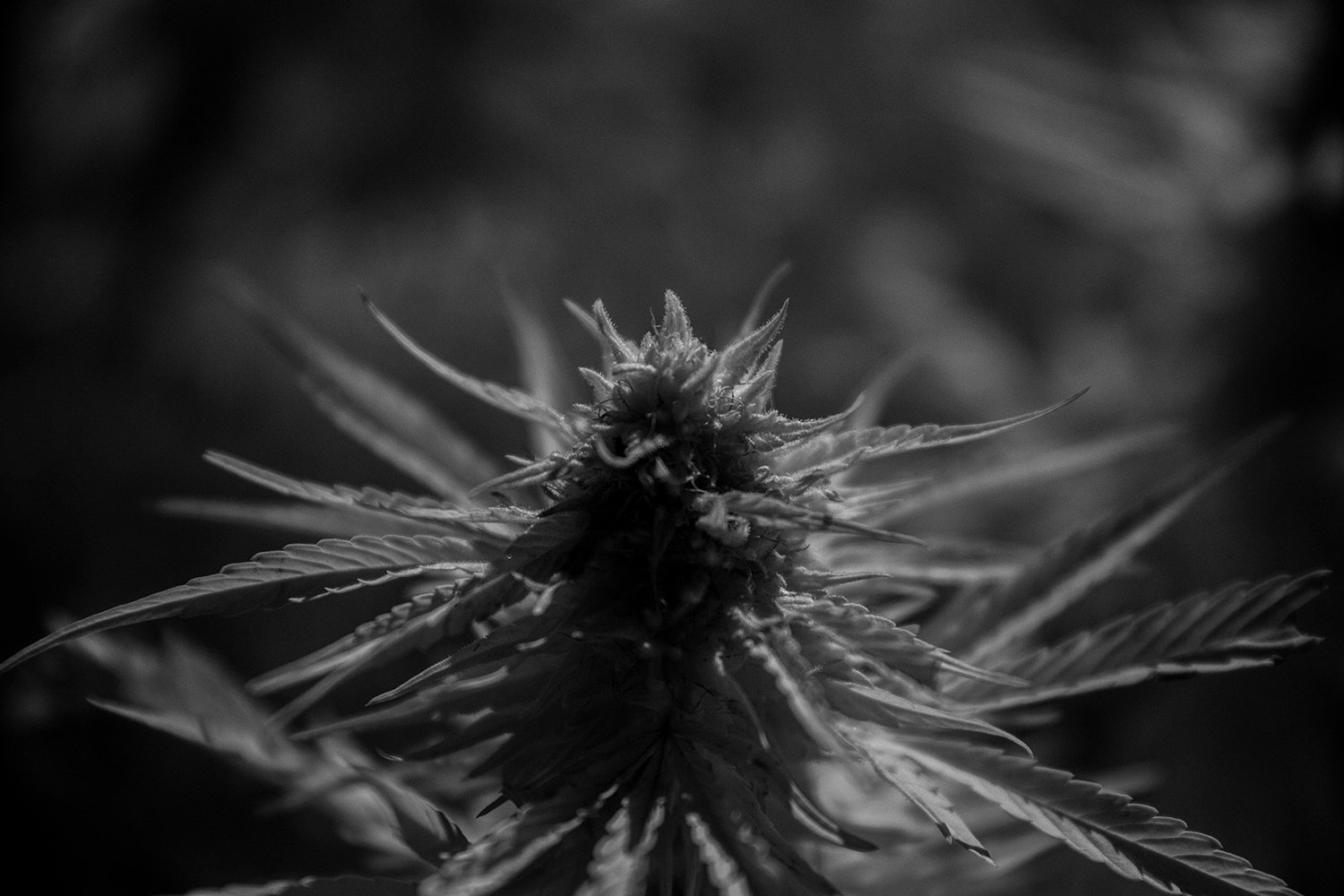 background image closeup of hemp flower