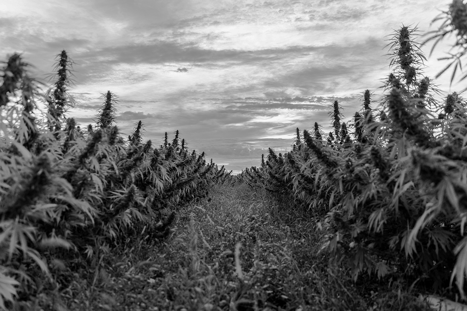 background photo of rows of growing hemp