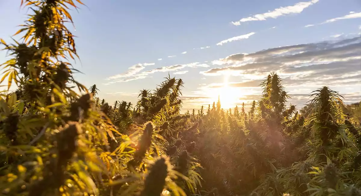 Blog featured image - sunrise over fields