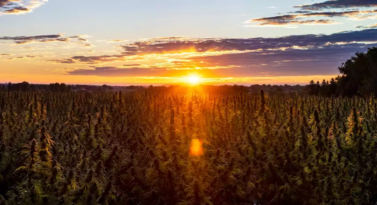 Blog featured image - sunset over fields