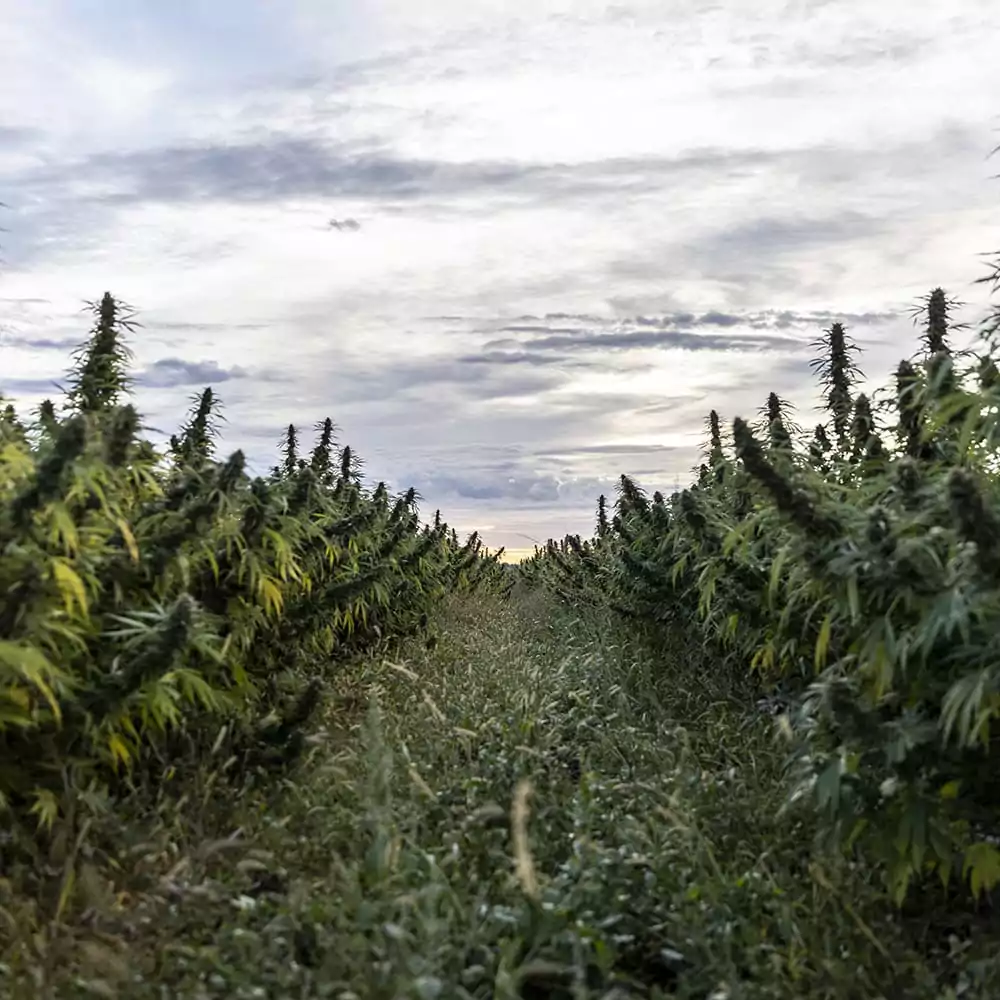 Why Hemp?