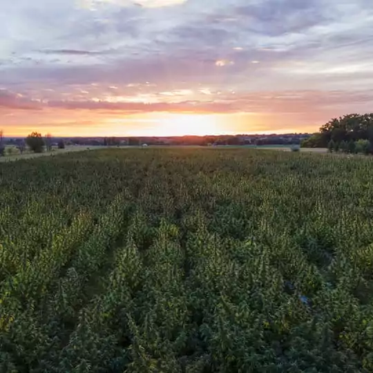 Regenerative farming