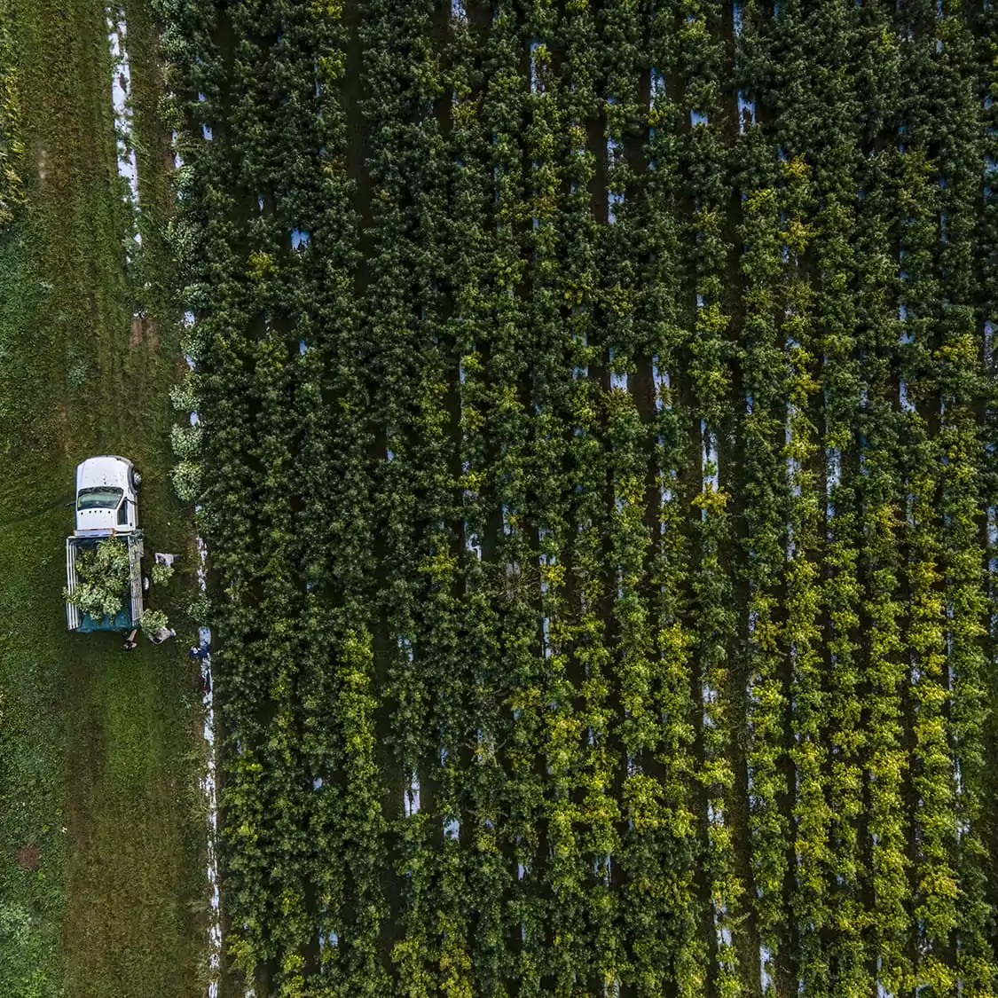 Why Regenerative?