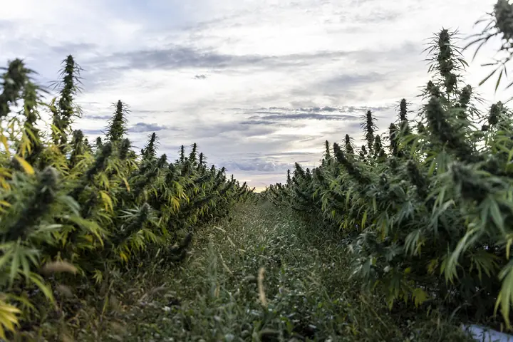 Minor Cannabinoids