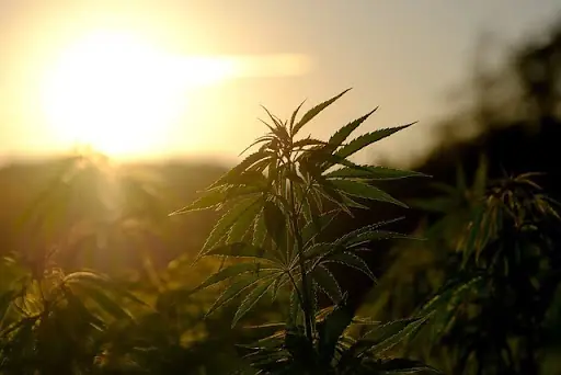 favorite hemp