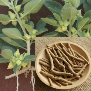 ashwagandha plant and roots