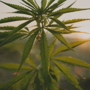 cbd and thc botanicals