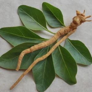 ashwagandha roots and leaves