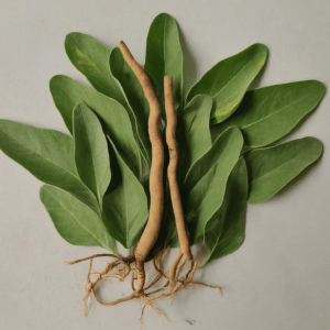 Ashwagandha roots and leaves